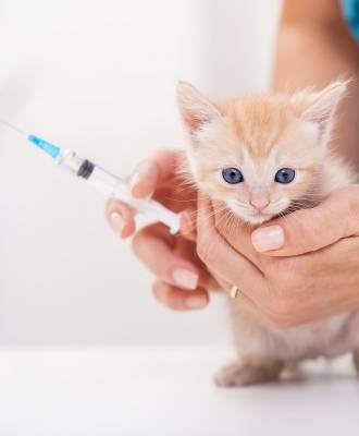 Vaccineren kan je leren: katjes-prik-je-datjes