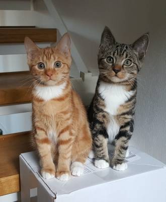 2 kittens