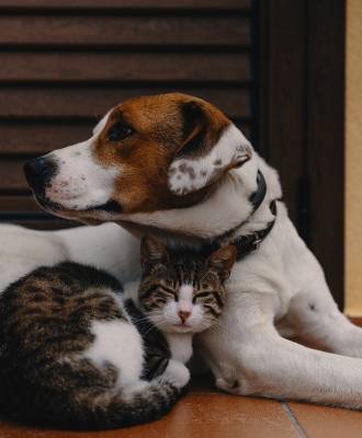 Als kat & hond : 6 adviezen
