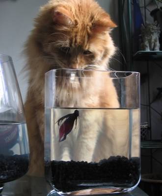 Hoe laat je je kat meer drinken?