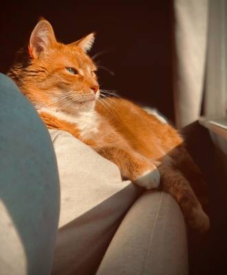 Hebben katten last van de hitte?