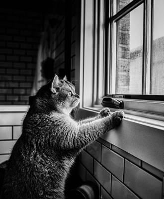 Waarom mekkeren katten?