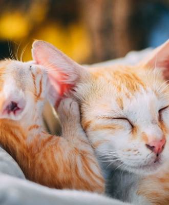 Hoe worden kittens gelukkige katten?