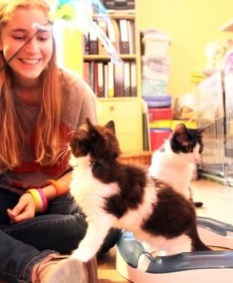 Hoe word je pleeggezin voor kittens?