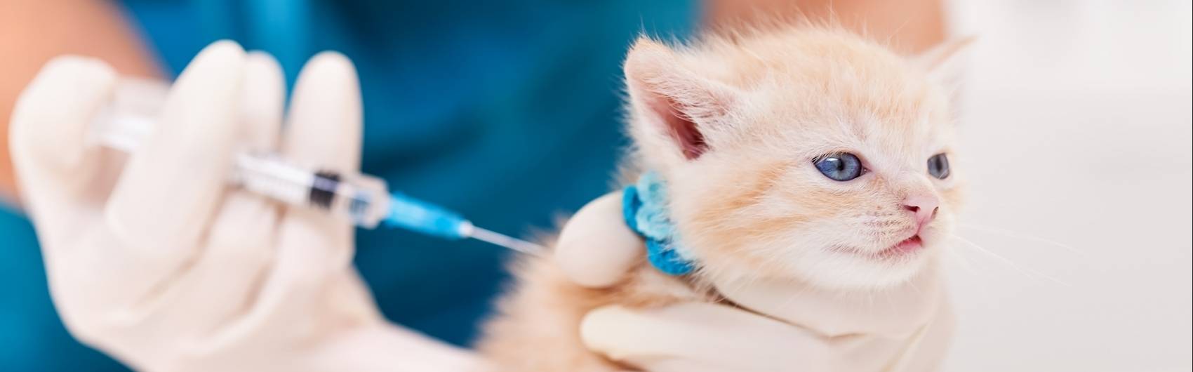 Vaccineren kan je leren: katjes-prik-je-datjes