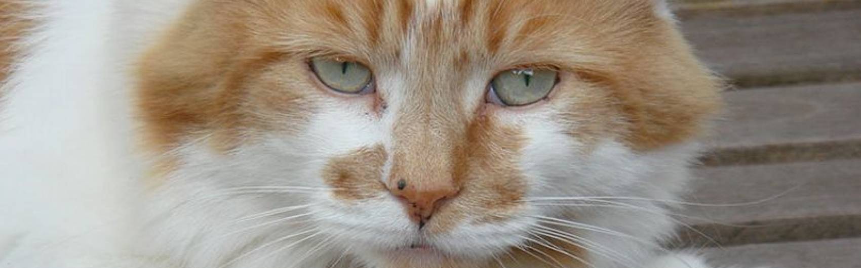 Oudste kat ter wereld gestorven
