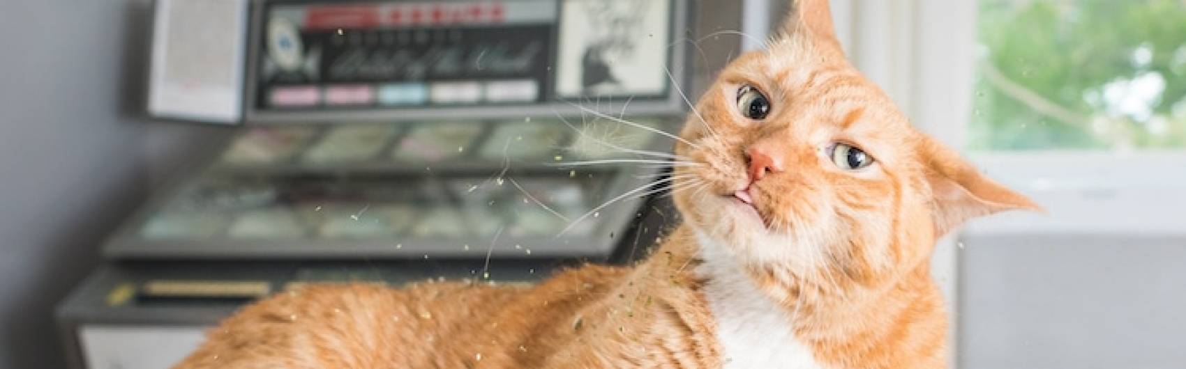 11 vragen over catnip of kattenkruid