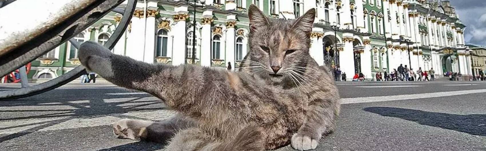 De Russische Hermitage-katten