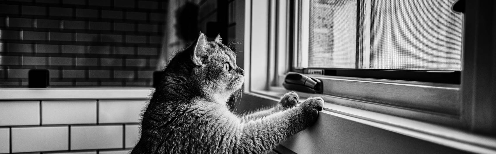Kat kijkt door venster
