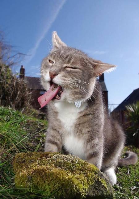 11 vragen over catnip of kattenkruid