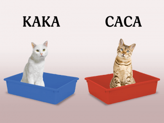 Zijn Walen grotere cat lovers?