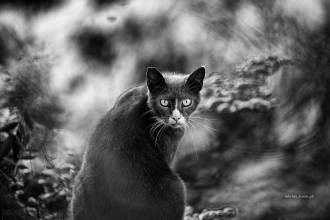 De Vanfleteren van de kattenfotografie