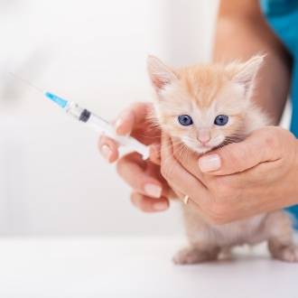 Vaccineren kan je leren: katjes-prik-je-datjes