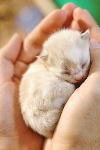 Jong kitten in handpalm