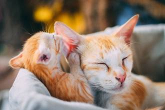Hoe worden kittens gelukkige katten?