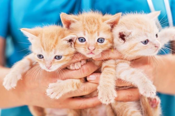 Vaccineren kan je leren: katjes-prik-je-datjes