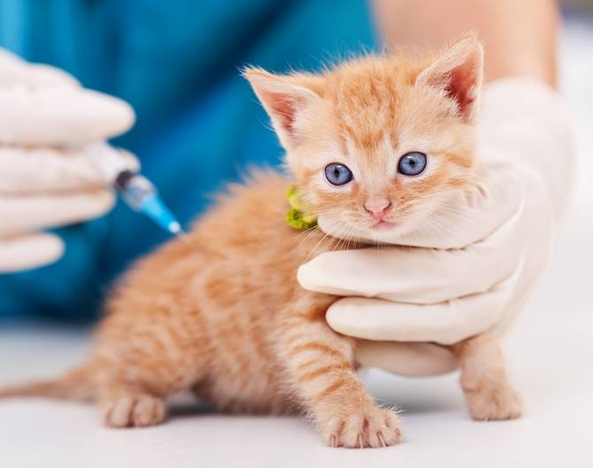 Vaccineren kan je leren: katjes-prik-je-datjes