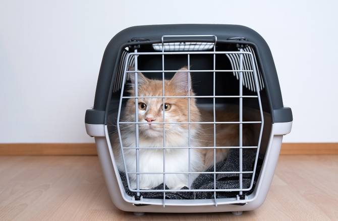 Met je kat naar de dierenarts