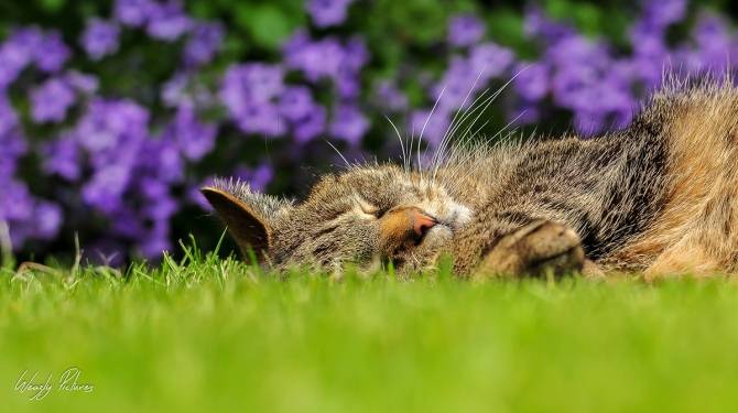 12 tips voor leuke poezenkiekjes