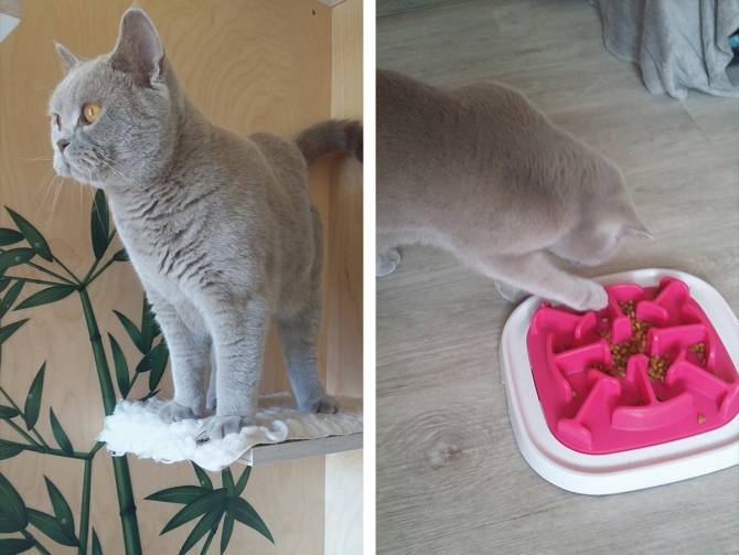Jeanke gaat op kattenhotel