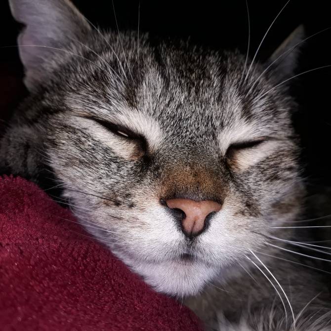 Mie de poes