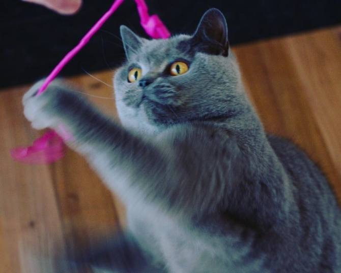 De Poes is geen kattenpis