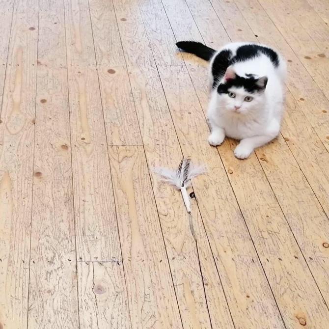 Hoe overleven kattencafés na corona?
