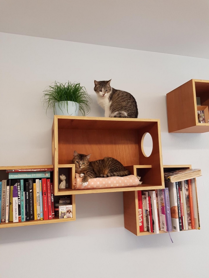 Hoe overleven kattencafés na corona?
