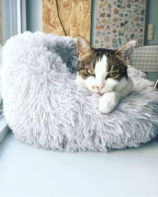 Hoe overleven kattencafés na corona?