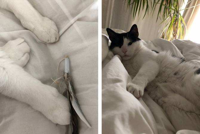 Thør weet niet van opgeven