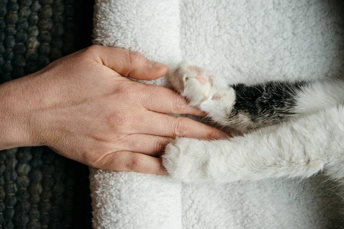 Essentiële verplaatsing