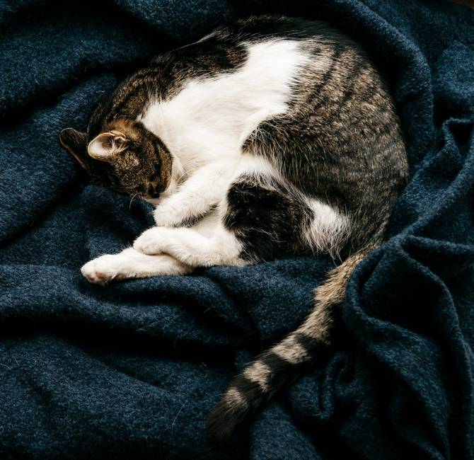 Essentiële verplaatsing