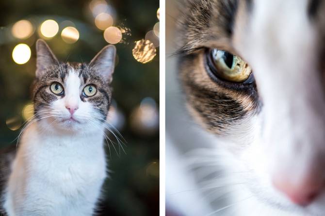 Essentiële verplaatsing