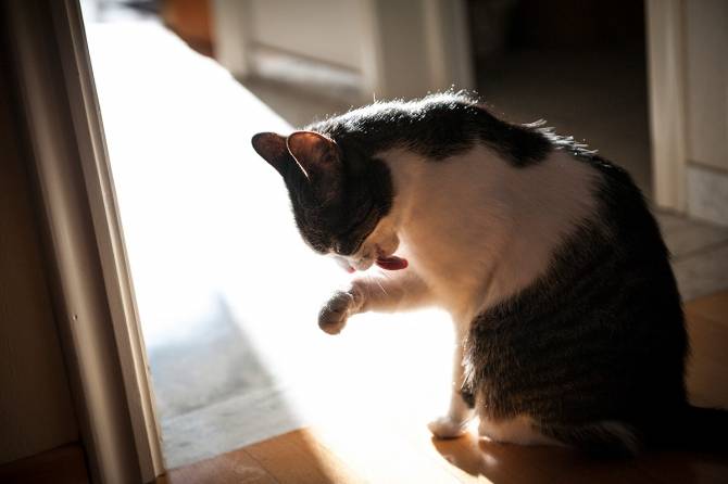 Essentiële verplaatsing