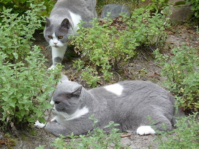 Wij zijn echte junkies!