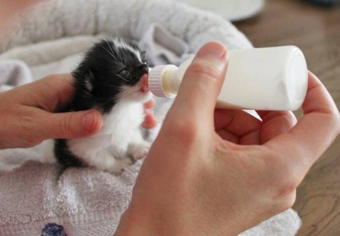 Hoe word je pleeggezin voor kittens?
