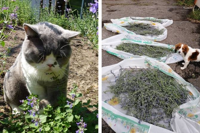 Wij zijn echte junkies!