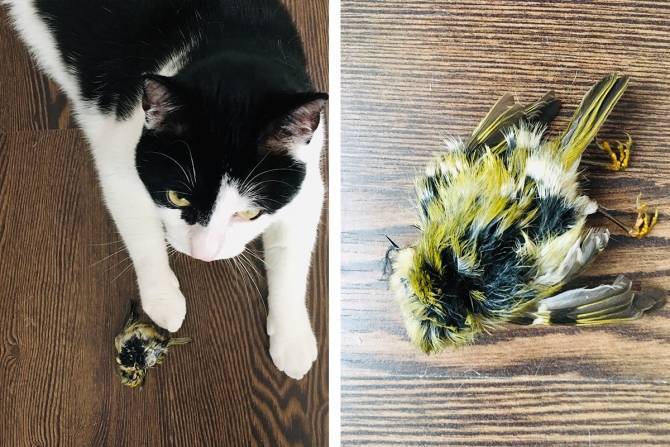 Een binnenhuiskat met oerinstinct