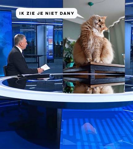 VRT & VTM in de clinch over een kat