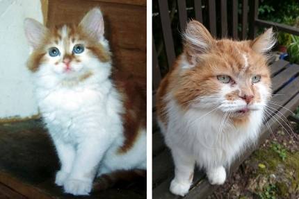 Oudste kat ter wereld gestorven