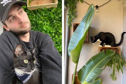 Het leukste kattenbalkon van België 
