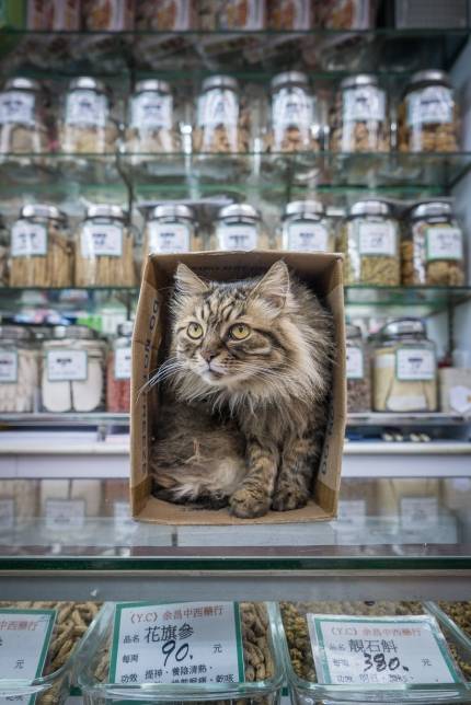 Hong Kong Shop Cats